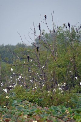 Heronry