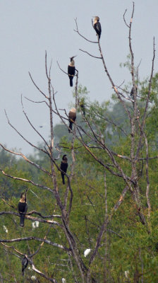 Anhingas