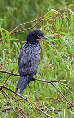 Neotropic Cormorant