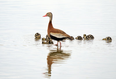 Black-bellied Whistling Duck with brood of young.