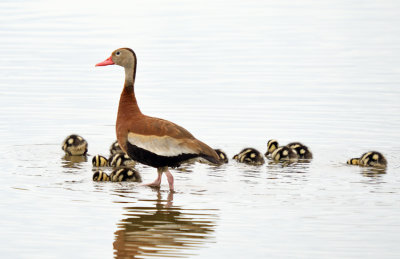 Black-bellied Whistling Duck with brood of young.