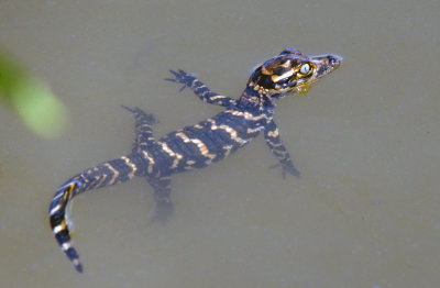 American Alligator hatchling