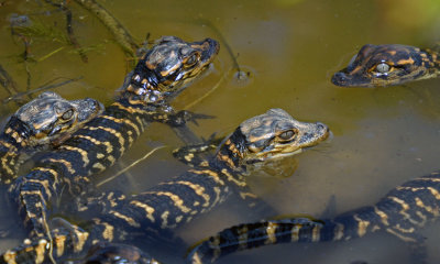 American Alligator hatchlings