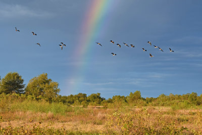 Rainbow & Black-bellied Whistling Ducks