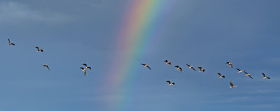 Rainbow & Black-bellied Whistling Ducks