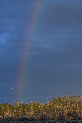 Rainbow over Heronry