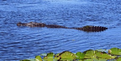 American Alligator