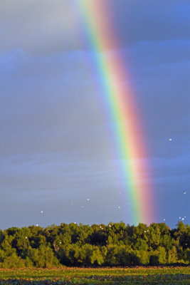 Rainbow over Pintail Lake