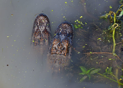 Gator Brood - 2nd year young at winter den,