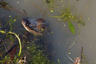 Gator Brood - 2nd year young at winter den,