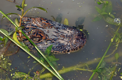 Gator Brood - 2nd year young at winter den,