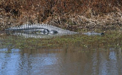 American Alligator