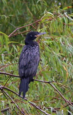 Neotropic Cormorant