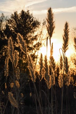 Giant Plumegrass (Saccharum giganteum) 