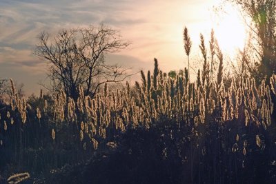 Giant Plumegrass (Saccharum giganteum) 