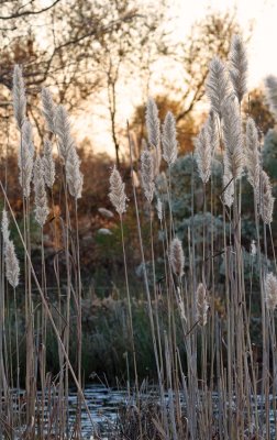 Giant Plumegrass (Saccharum giganteum) 