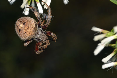 Orb Weaver
