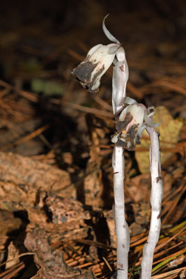 Indian Pipes (Monotropa uniflora)