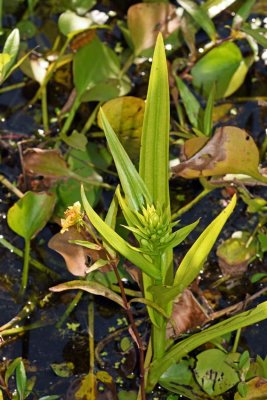 Water Spider Orchid (Habenaria repens)