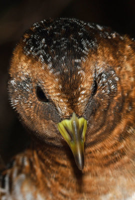 Yellow Rail