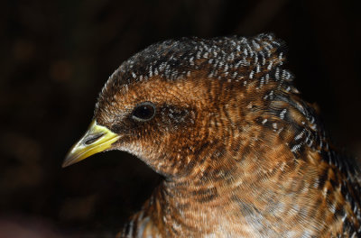 Yellow Rail