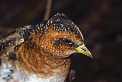 Yellow Rail