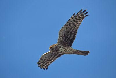 Northern Harrier