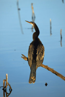 Winter Anhinga