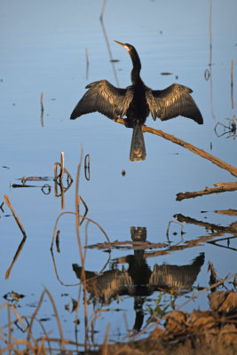 Winter Anhinga