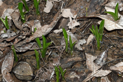 Palegreen Orchids (Platanthera flava)