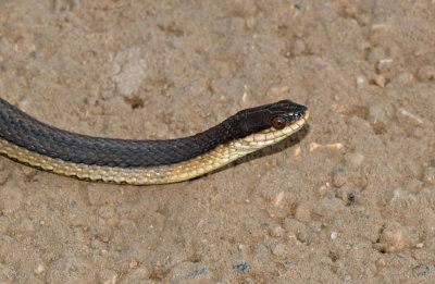 Graham's Crayfish Snake
