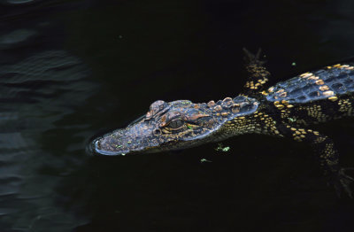 American Alligator juvenile