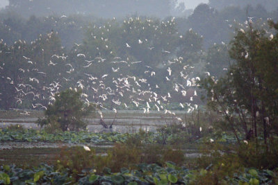 Cattle Egrets Aerial Mobbing Gator