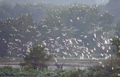 Cattle Egrets Aerial Mobbing Gator