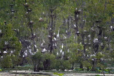 Heronry