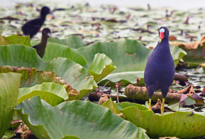 Purple Gallinule with young.
