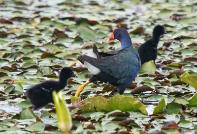 Purple Gallinule with young