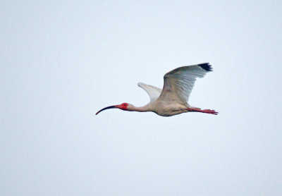 White Ibis