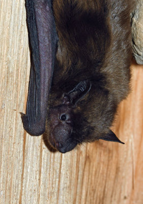 Evening Bat