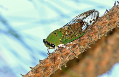 Superb Cicada