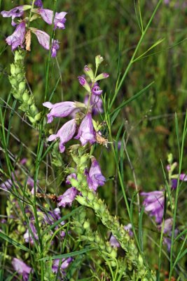 Physostegia pulchella