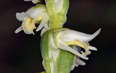 Spring Ladie's Tresses (Spiranthes vernalis)