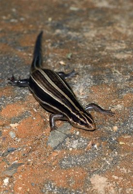 Broad-headed Skink