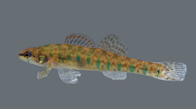 Slough Darter