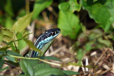 Orange-striped Ribbon Snake