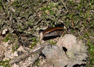Little Brown Skink