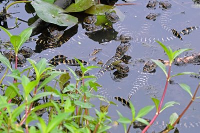 American Alligator hatchlings