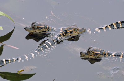 American Alligator hatchlings