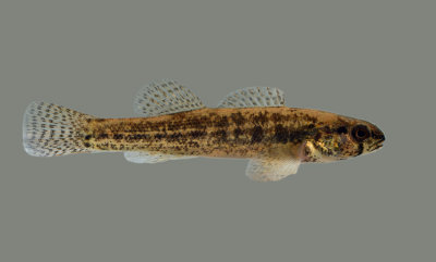 Goldstripe Darter