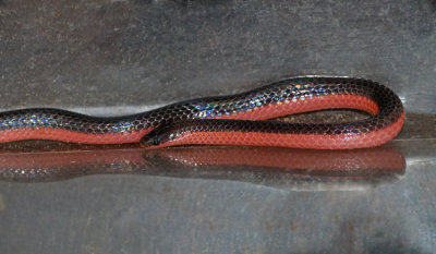 Western Worm Snake